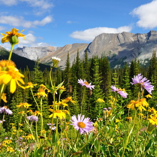 Banff NP - Parkers Ridge